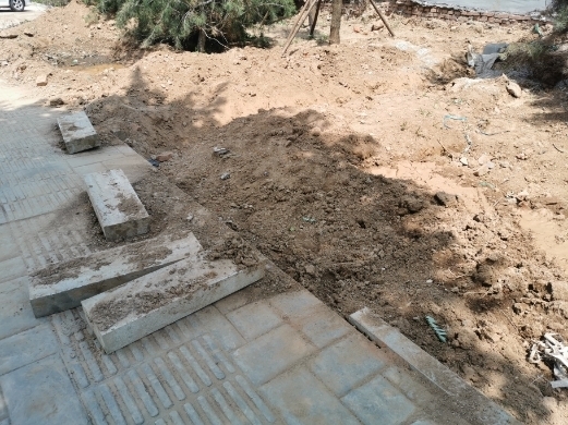 【啄木鸟在行动】日照路绿化带内黄土松散裸露