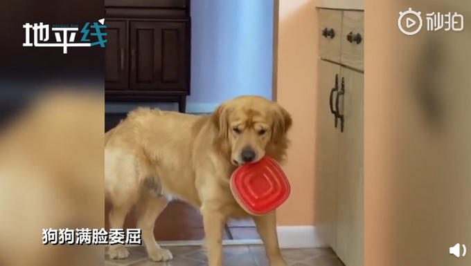 好沮丧！狗狗偷吃被主人教育后满脸委屈地放下 狗狗喜欢偷吃东西怎么办？