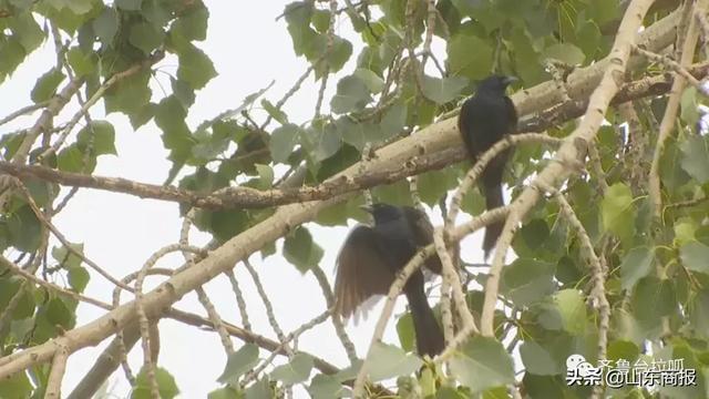 真是一段奇妙的“羁绊”！聊城一男子3年被鸟啄70多次