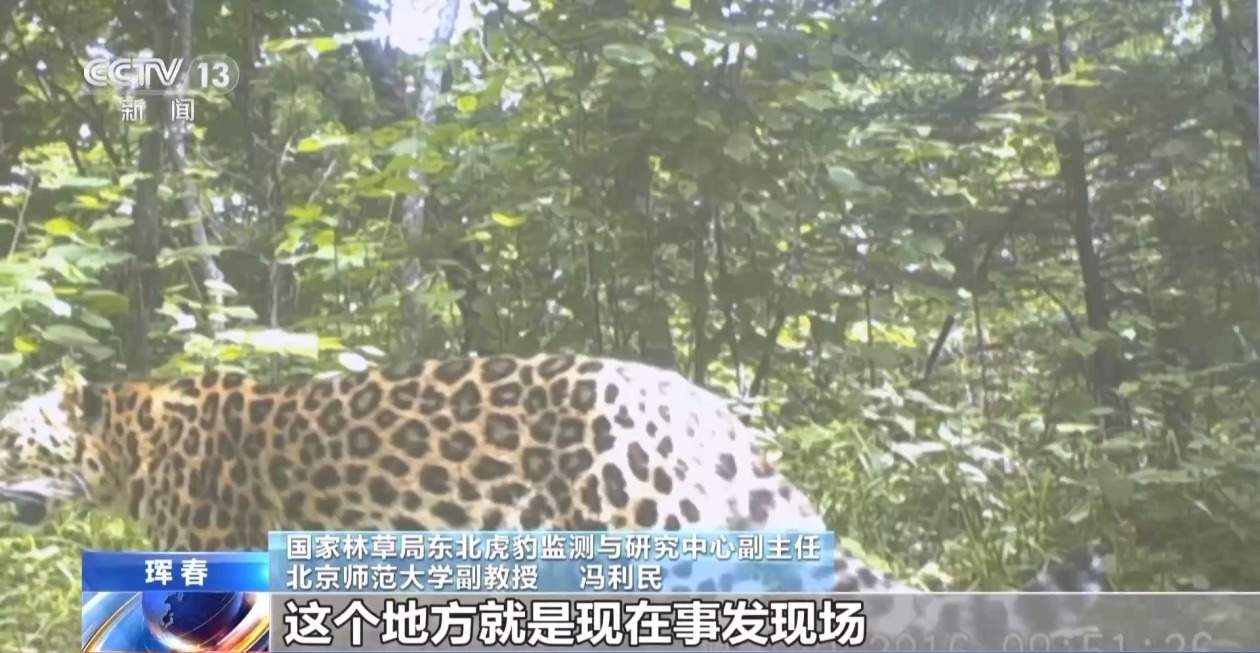 国内首次发现“东北虎捕食东北豹” 警方和专家组揭开事件真相