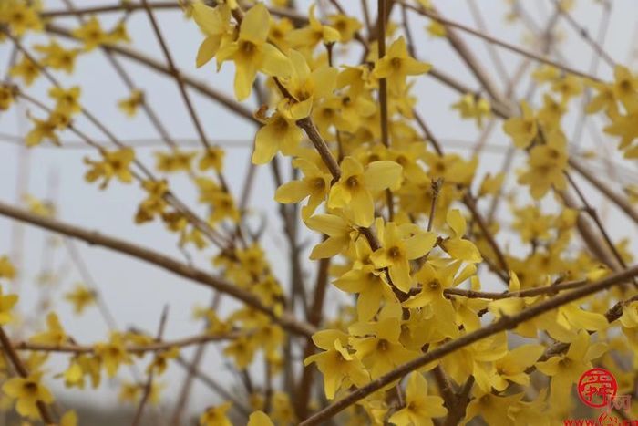 陌上春来，一起来官庄看花开成海