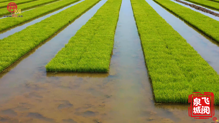 【飞“阅”泉城】小满节气 黄河岸边插秧忙