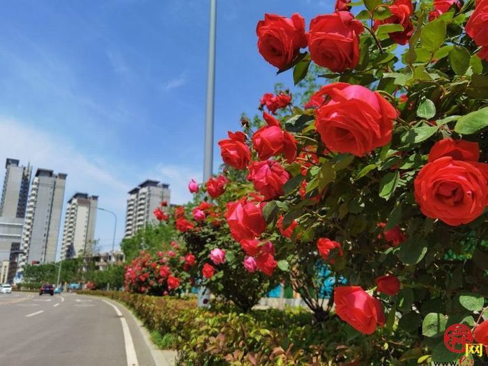 【图集】槐荫变花园 近30万盆花卉吐芬芳