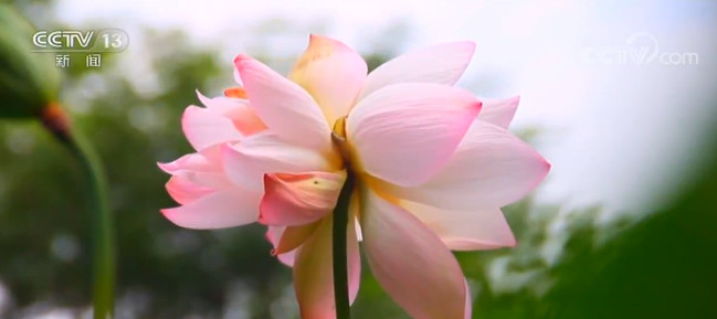 陕西西安：同心共脉同根锁 喜见莲花并蒂开