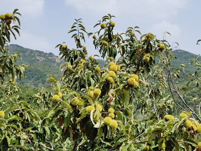 如何吸引人留住人？济南市政协聚焦乡村旅游开展第三次现场商量