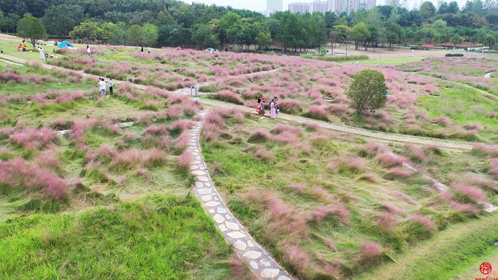【飞阅武汉】感受田园气息 二妃山上演粉色“浪漫”