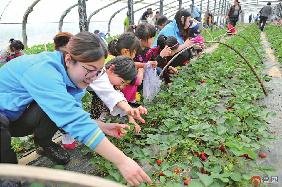 草莓周边产业蓬勃发展 产业生态加速形成 ...