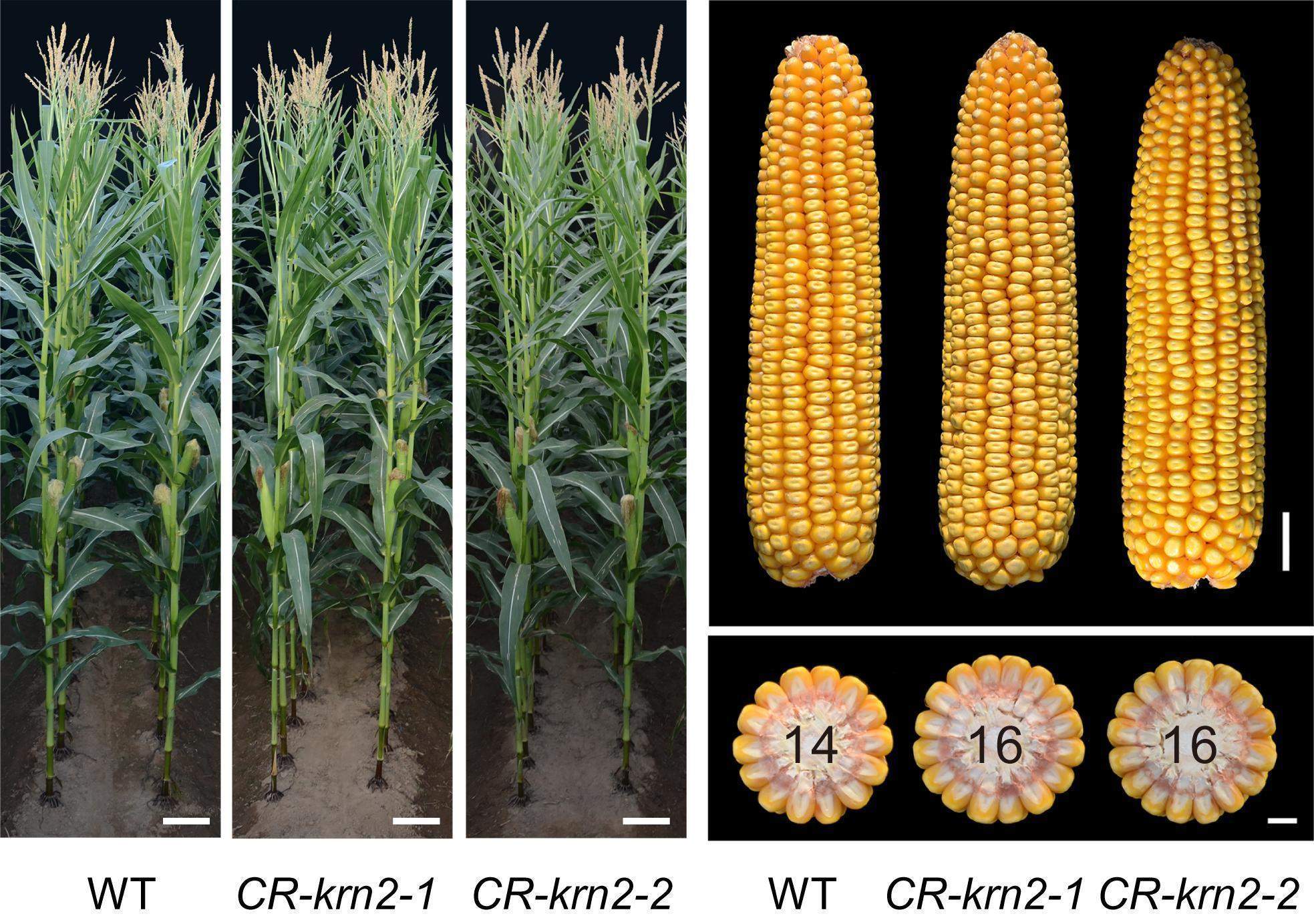 两院院士投票评选出2022年十大科技进展新闻