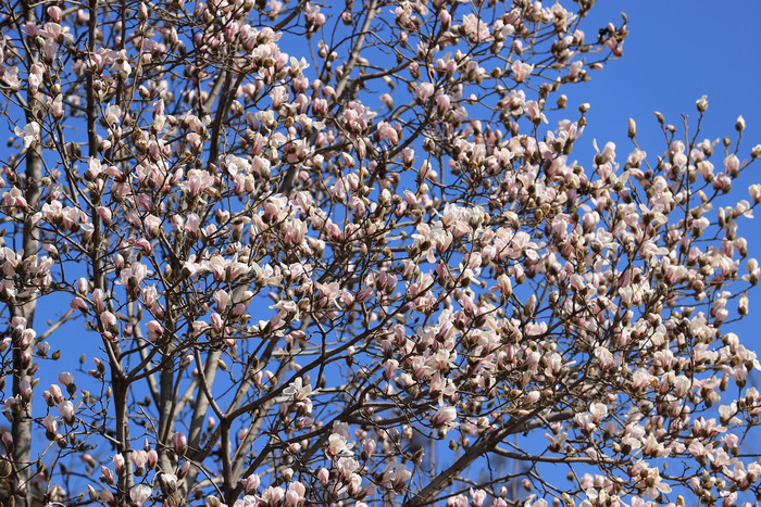 玉兰花开明湖畔 天蓝云淡春光好