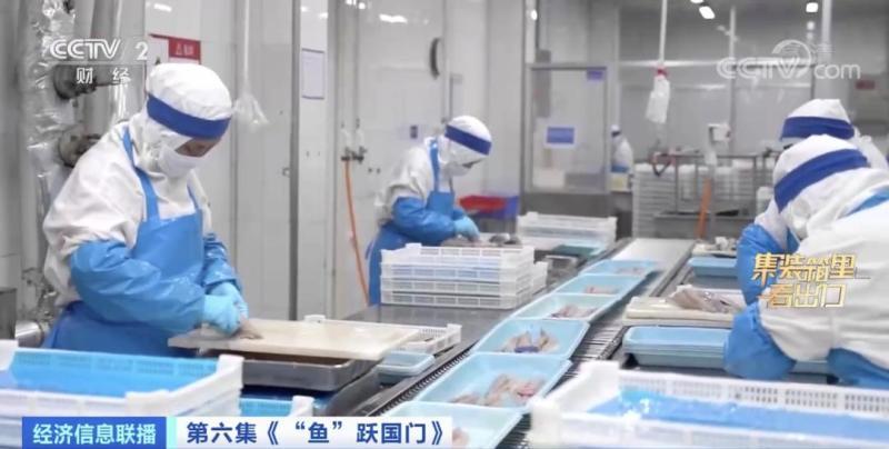 来水产品出口大省山东，看一条鲅鱼的出海之旅