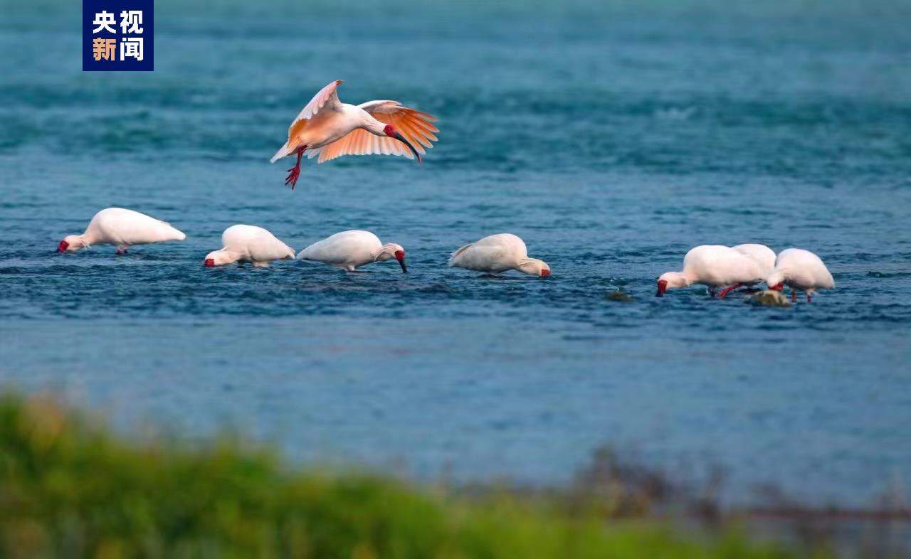 从仅剩7只到破万 朱鹮种群有效摆脱濒危局面