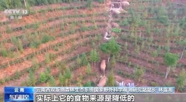 北上野象走出“S”路线 下一站去哪儿？