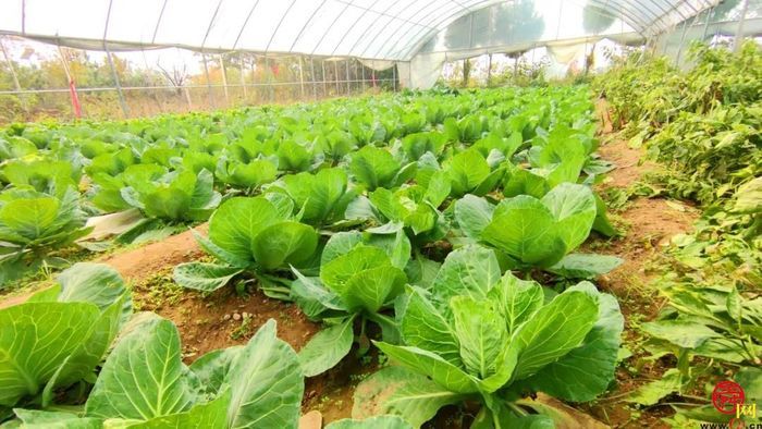 泉水人家于禄海深藏大山20年 拓荒5400亩建“天然氧吧”