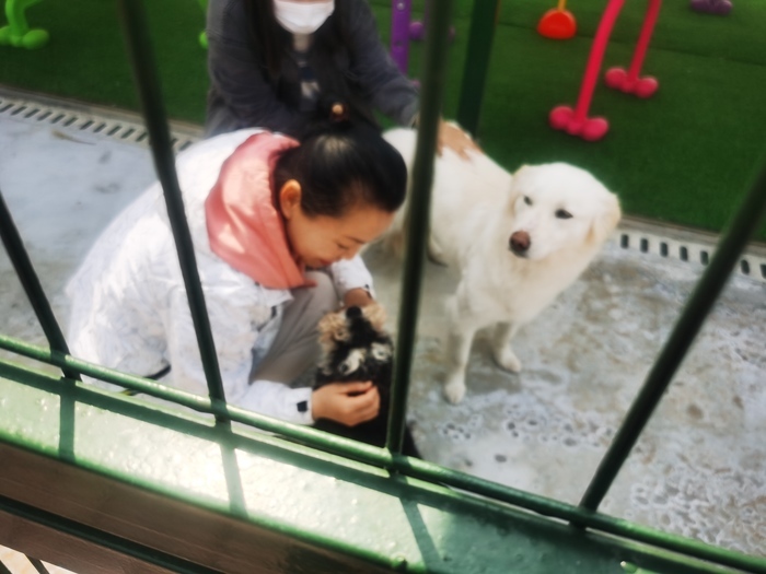 济南市区首家犬只留检所投入运营 可收留两千只狗