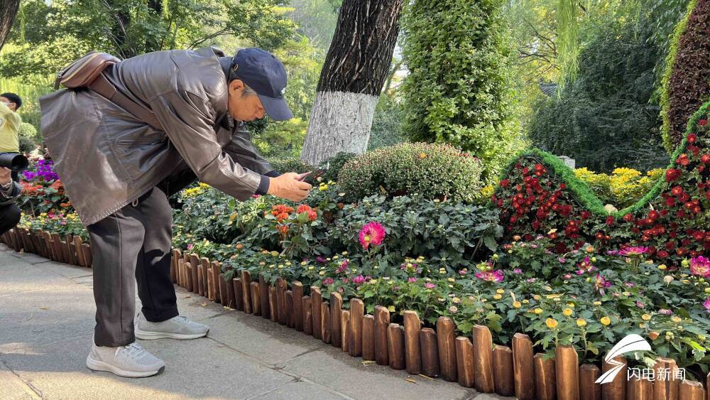 济南斗菊大赛“菊王”花开谁家？一年一度趵突泉金秋菊展先睹为快