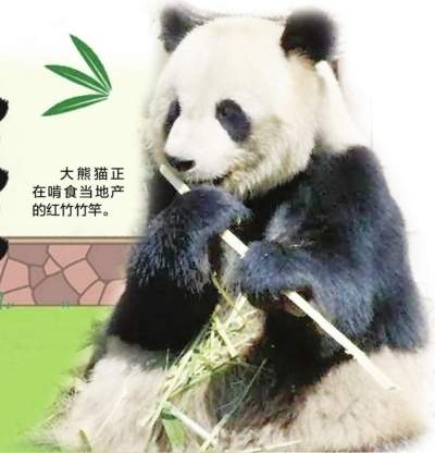 一天收到280份简历！成为大熊猫饲养员到底有多难