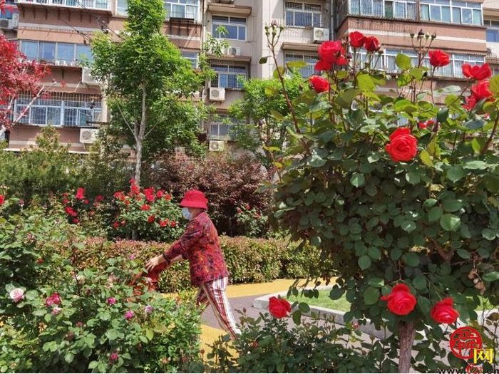 【图集】槐荫变花园 近30万盆花卉吐芬芳