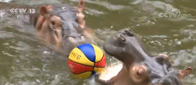 西瓜冰淇淋齐上阵 动物享清凉