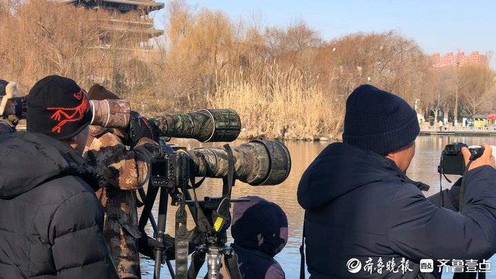 鸬鹚首次“组团”来访，鸟儿咋也爱上了济南的冬天？