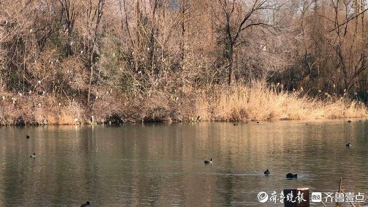 鸬鹚首次“组团”来访，鸟儿咋也爱上了济南的冬天？