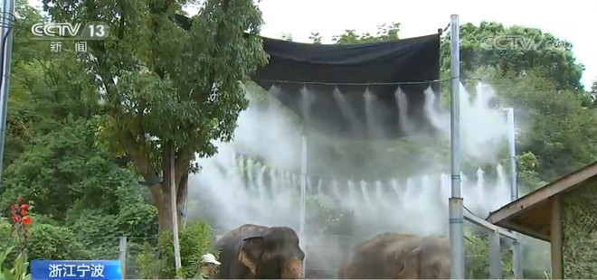 西瓜冰淇淋齐上阵 动物享清凉