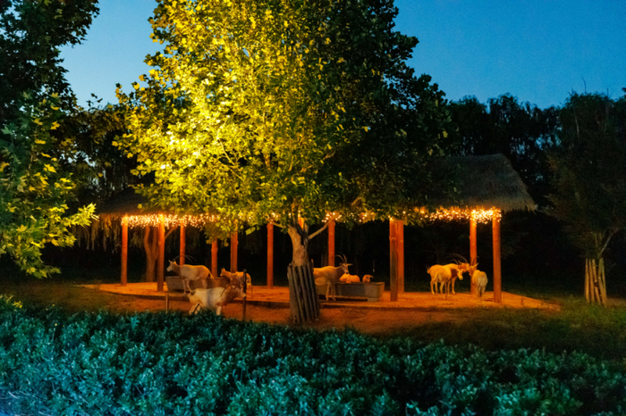 就今晚，去济野！夜间动物园开放首日超千人次打卡