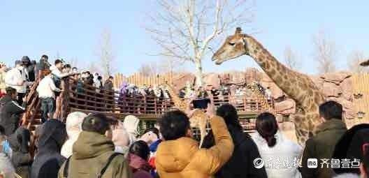 “春节档”刺激旅游业回暖，近30万人打卡济南野生动物世界