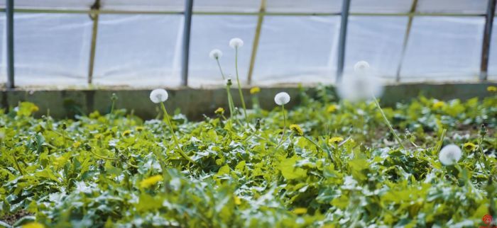 【七星九美十三香】槐荫西张村：乡村美景中的文化传承之旅