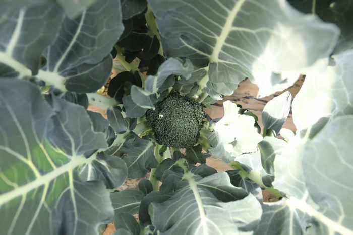 【春耕进行时（四）】章丘区张家林村以现代农业实现精准扶贫有效对接