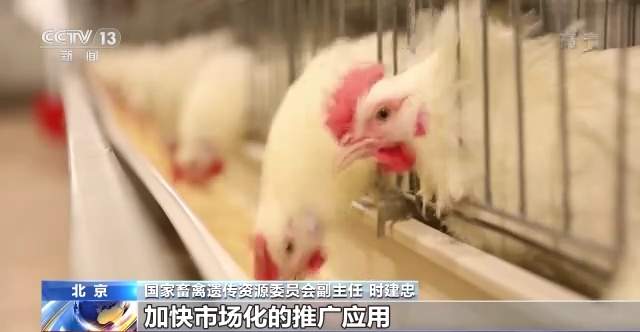 农业农村部:加速推进白羽肉鸡自主培育品种推广应用