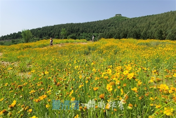 济南这片“黄金花海”绽放，等你端午假日来赏玩