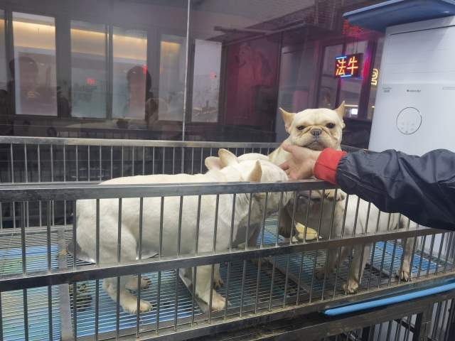 宠物狗价格下降三分之一？记者实探宠物市场“买得不多，逛得多”