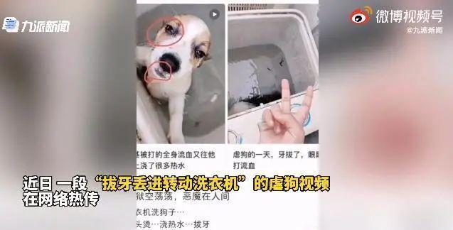 警方回应学生用洗衣机搅洗柯基犬 在网络平台直播虐待小动物