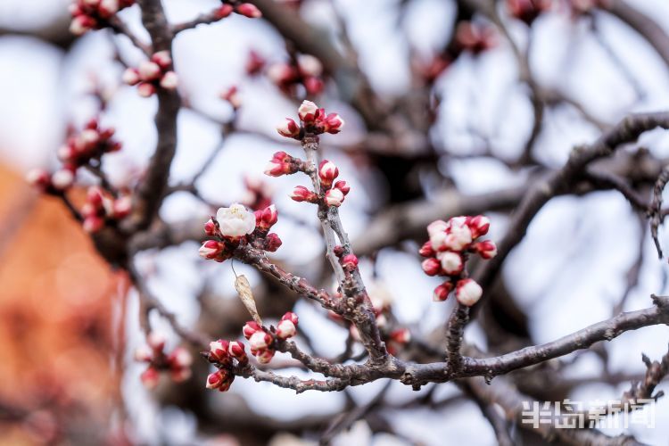 杏花早春第一枝