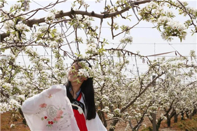 乳山：千亩梨花开正艳 乡村振兴画卷美