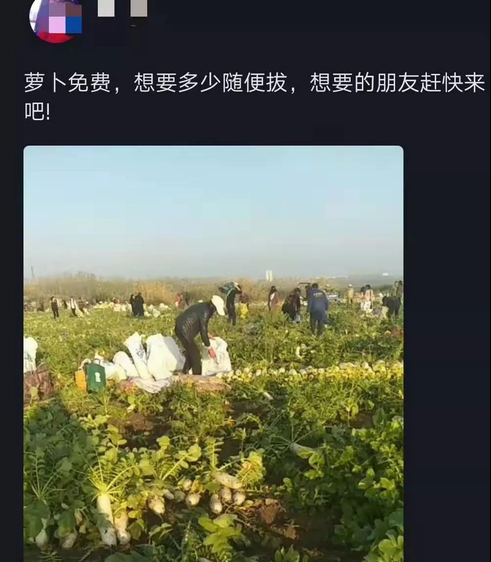 200亩萝卜被拔光是怎么回事?终于真相了,原来是这样!