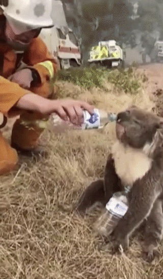 揪心！澳大利亚山火持续蔓延，袋鼠成群逃离火场