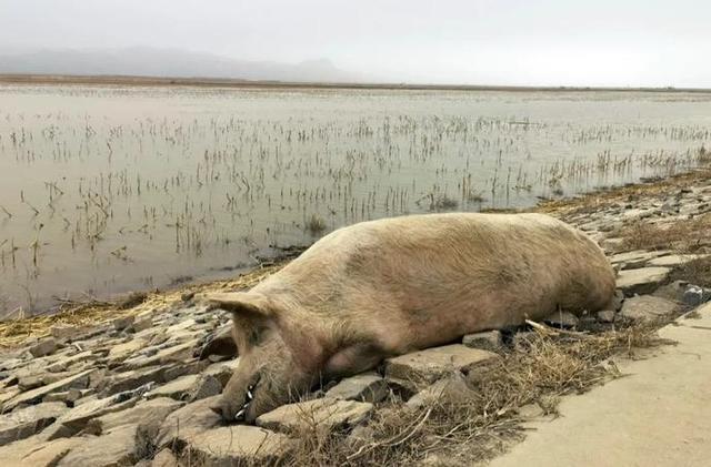 官方回应黄河大堤死猪事件说了什么具体是什么情况