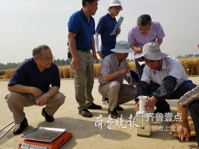 刷新最高记录!泰安一冬小麦高产攻关田亩产828.7公斤
