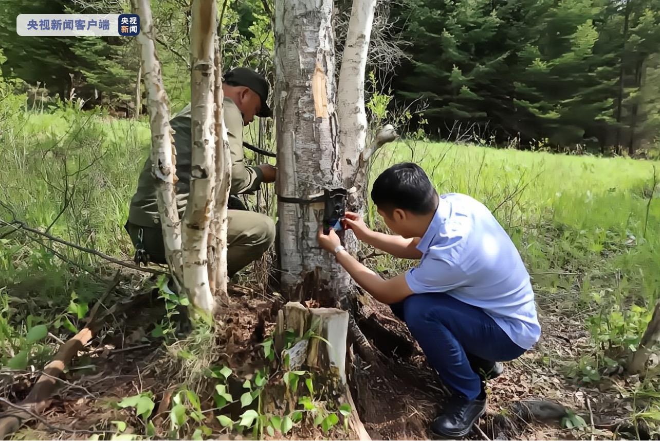 黑龙江一地发现“完达山一号”踪迹，工作人员：已在此定居