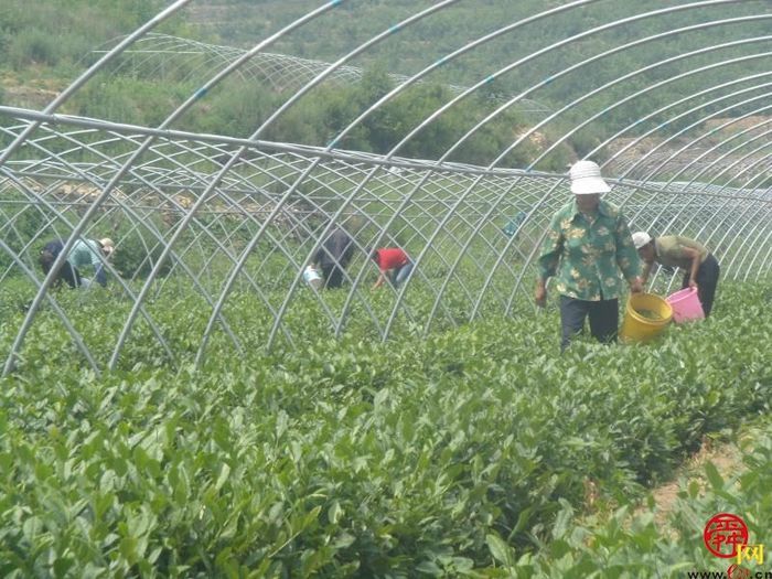 济南市农技站加快茶产业“三级跳”： “一片叶子”变成“一条链子”