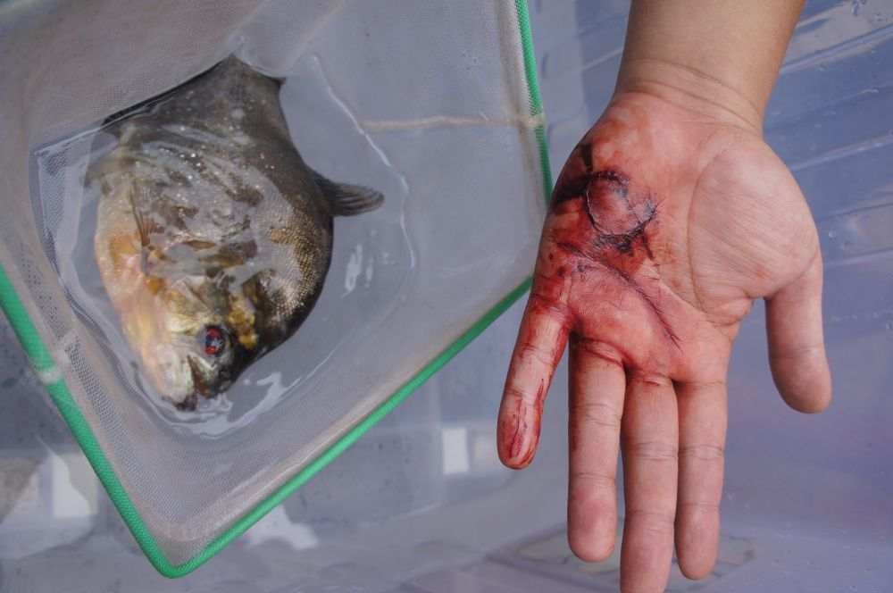 这些外来入侵物种需警惕!