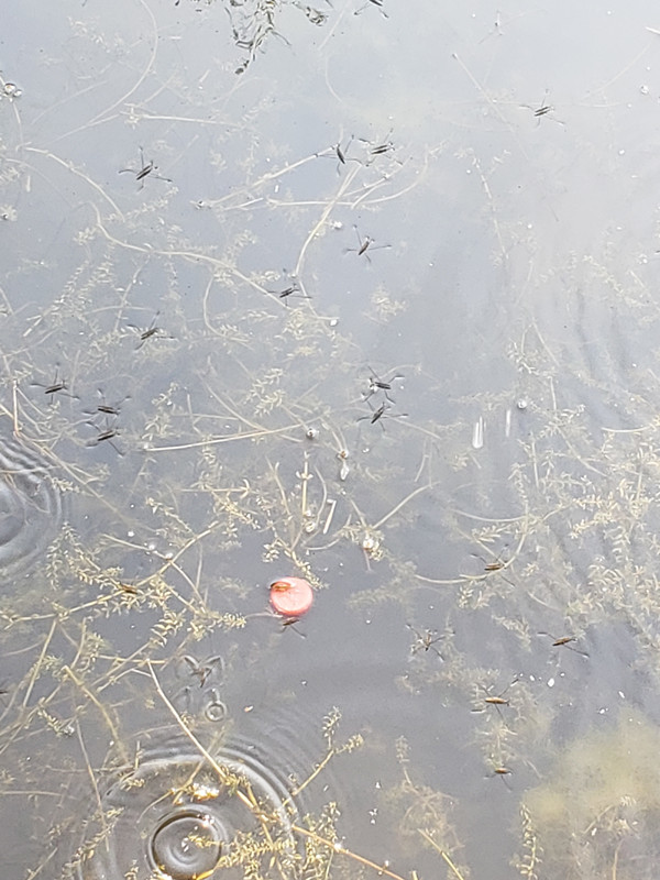 4A景区被警告责令整改！记者实地探访雪山彩虹谷