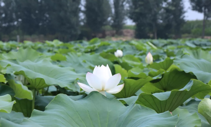 百名青年记者下基层丨归德寻农记：七月流火，共赏曹楼风荷