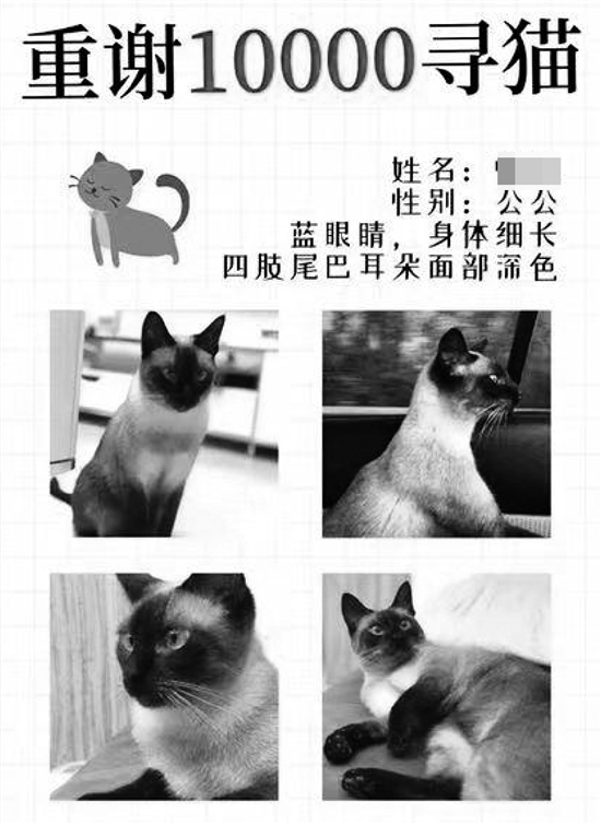 重酬万元寻猫 找到了可赏金呢 猫主人回应：给了别人没你份