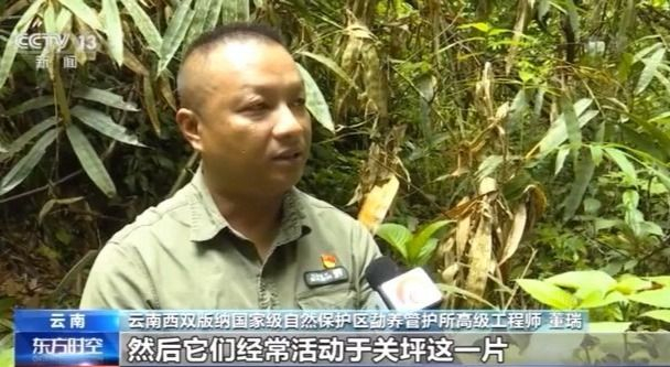 北上野象走出“S”路线 下一站去哪儿？