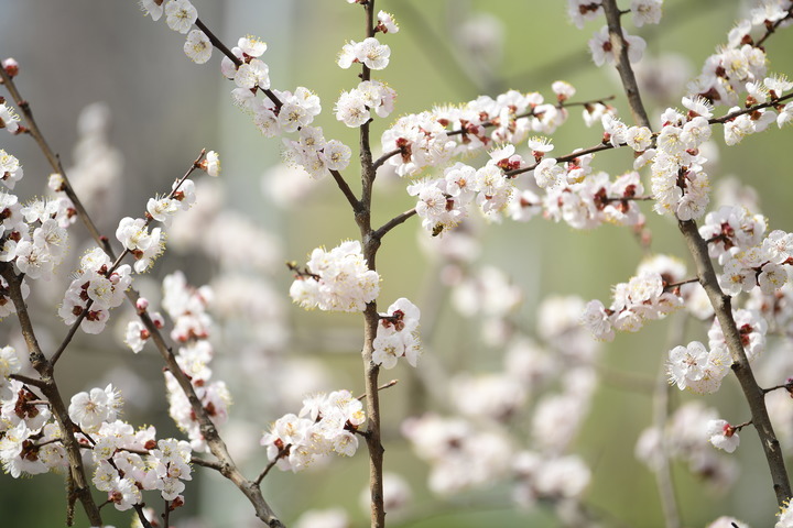 赏花看景两相宜，腊山河畔春色美