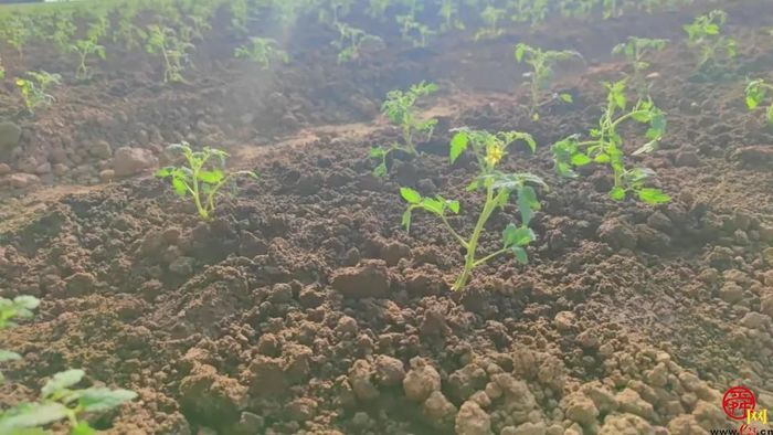 全国劳动模范坐镇的西城高科，8年来为三农创造了哪些惊喜？