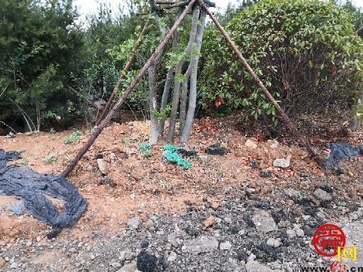 【啄木鸟在行动】市中区103省道距离南绕城高速入口附近渣土覆盖不全