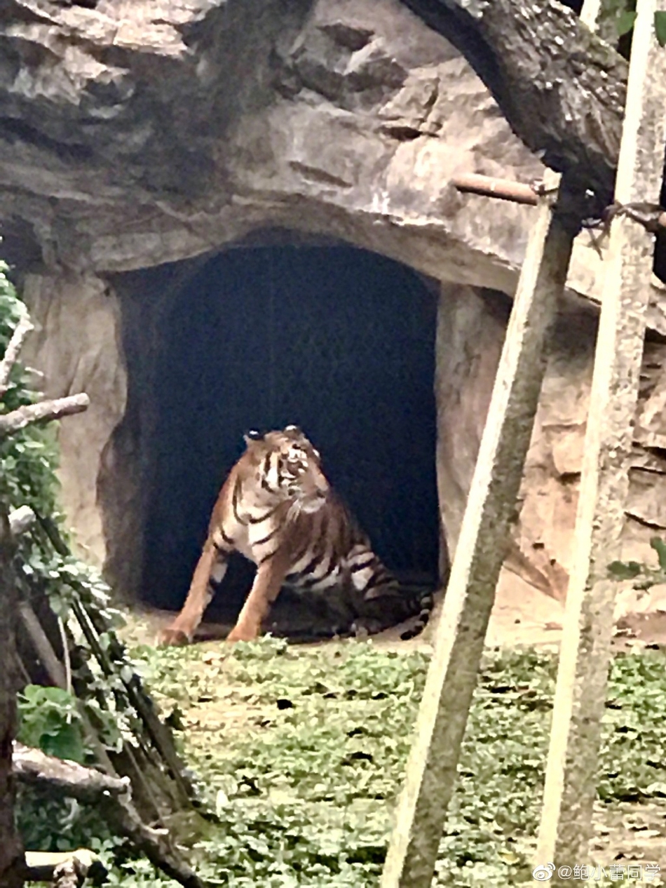 陆毅妻女游动物园 贝儿戴鲜花耳坠与妹妹合影乖巧十足
